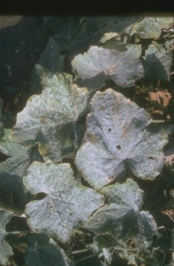 سفیدک پودری یا سطحی جالیز